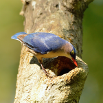Hardcore Birding : Netravali WLS, Goa