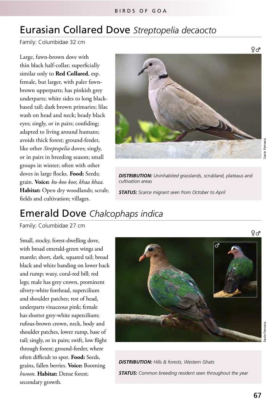 The Photographic Guide to the Birds of Goa - by Bikram Grewal & Savio  Fonseca