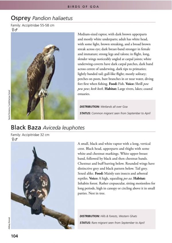 Birding in Goa - Avocet & Peregrine