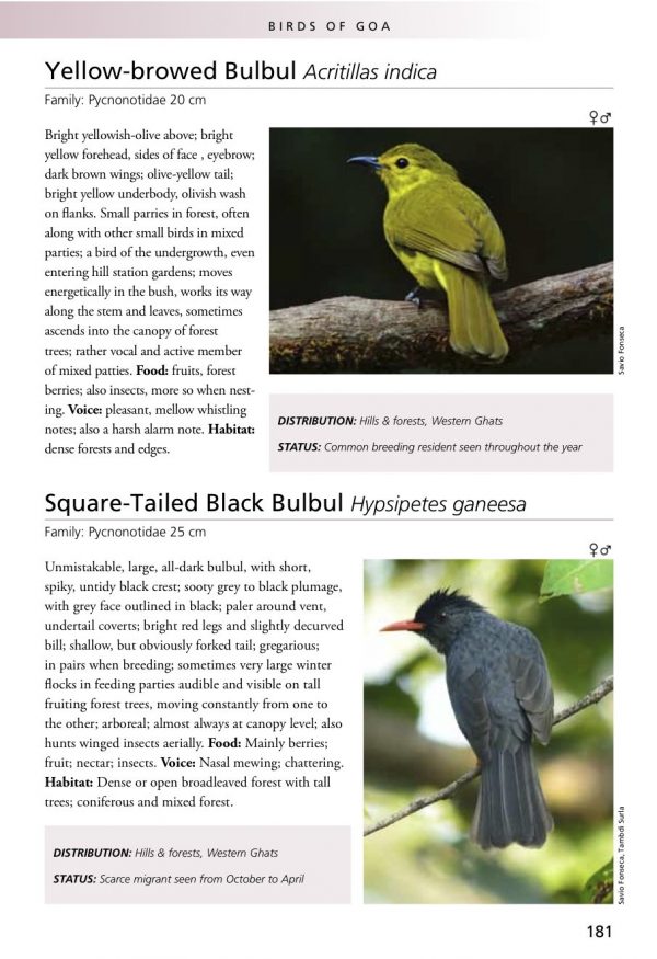 Birding in Goa - Avocet & Peregrine