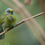 Goa | Birding Options | Day Trips