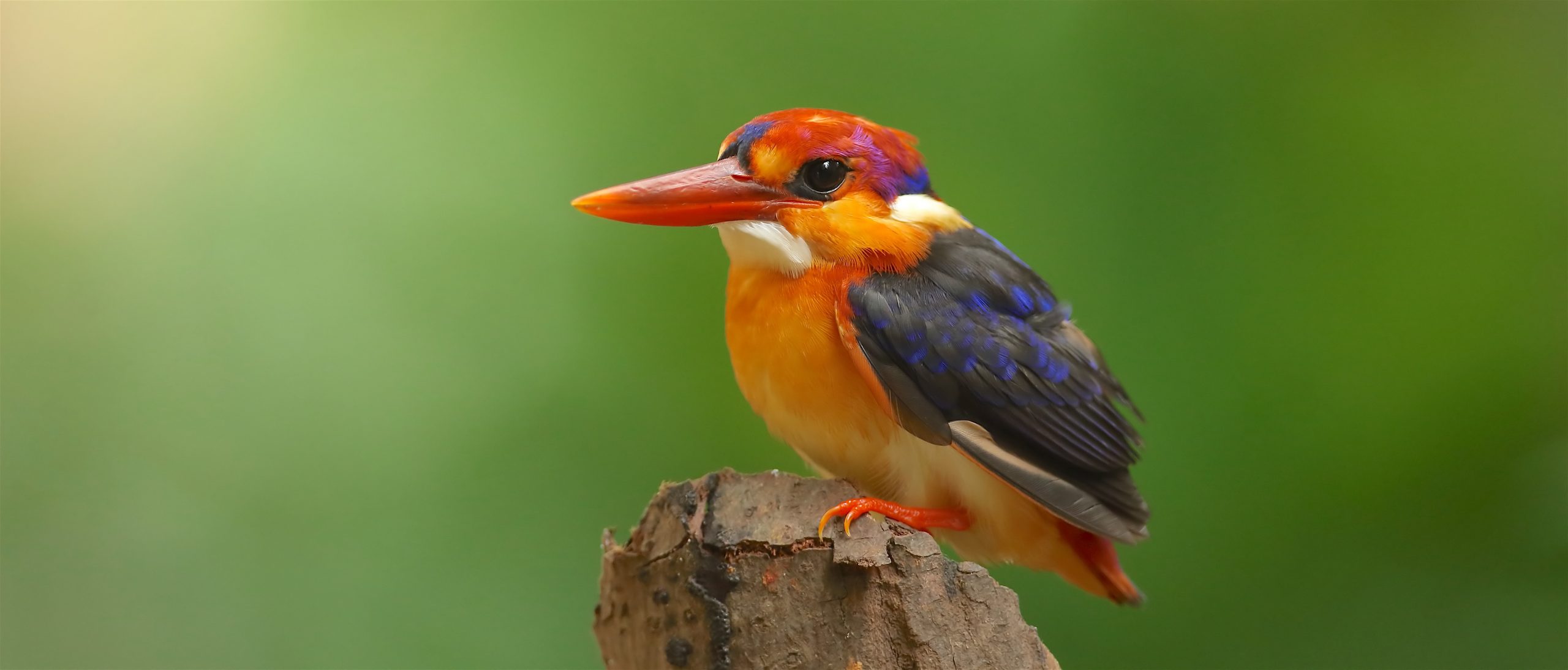 Avocet & Peregrine - Birding in Goa