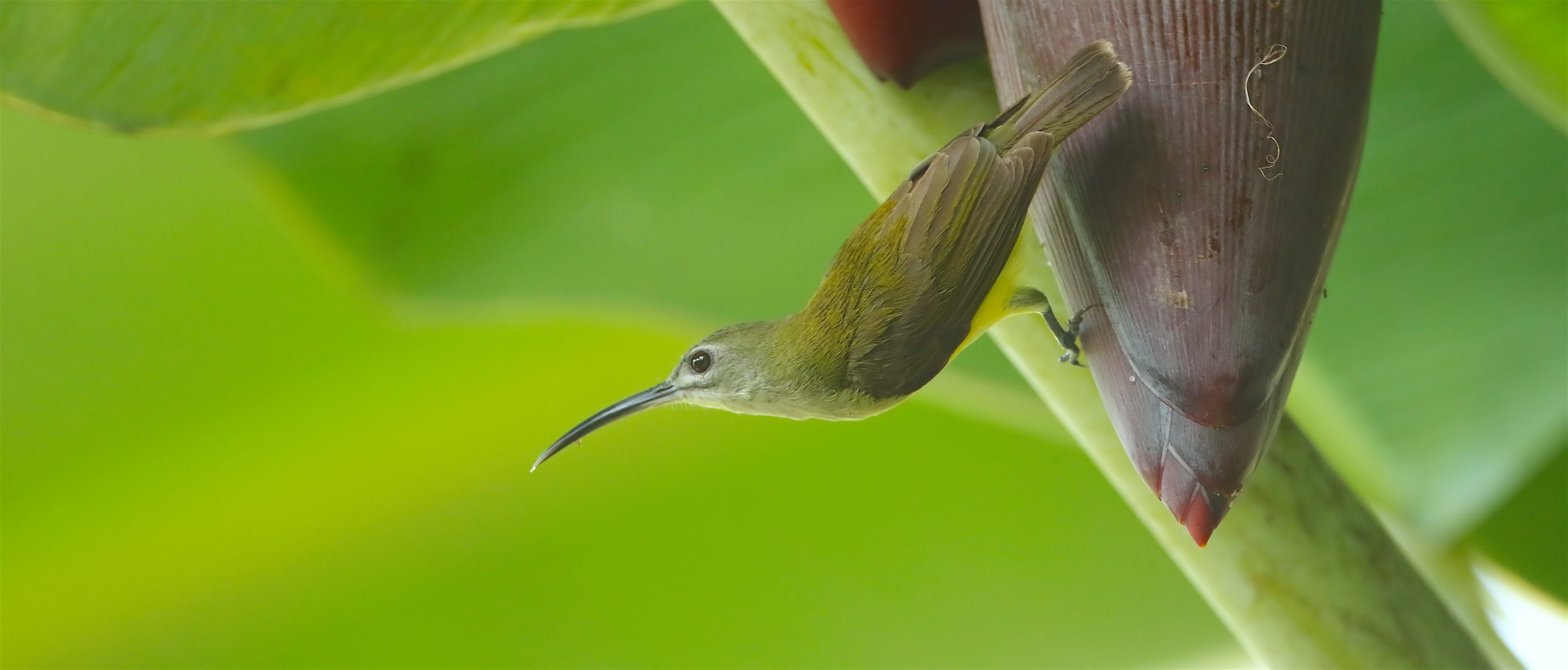 Birding in Goa